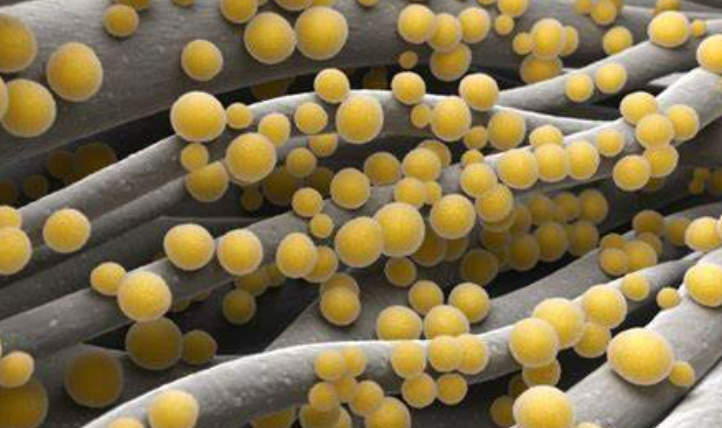 【Science】重磅发现！斯坦福大学巧妙改造皮肤细菌，激活免疫助力抗癌