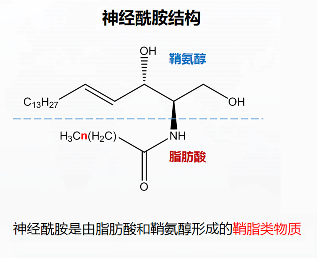 《科学》杂志报道解读-神经酰胺CERT评分更能预测心血管风险！