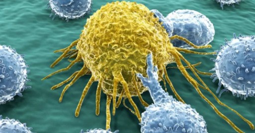 重庆大学吴寿荣、江启慧团队揭示肿瘤干细胞不对称分裂的新机制