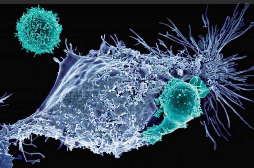 最新综述！中国医学科学院、北京协和医学院发布了先天免疫T细胞用于肿瘤免疫治疗的最新研究