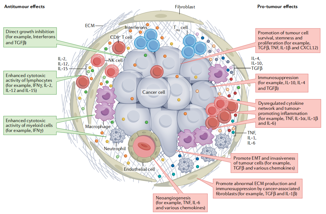 细胞因子：肿瘤的守护天使还是恶魔？