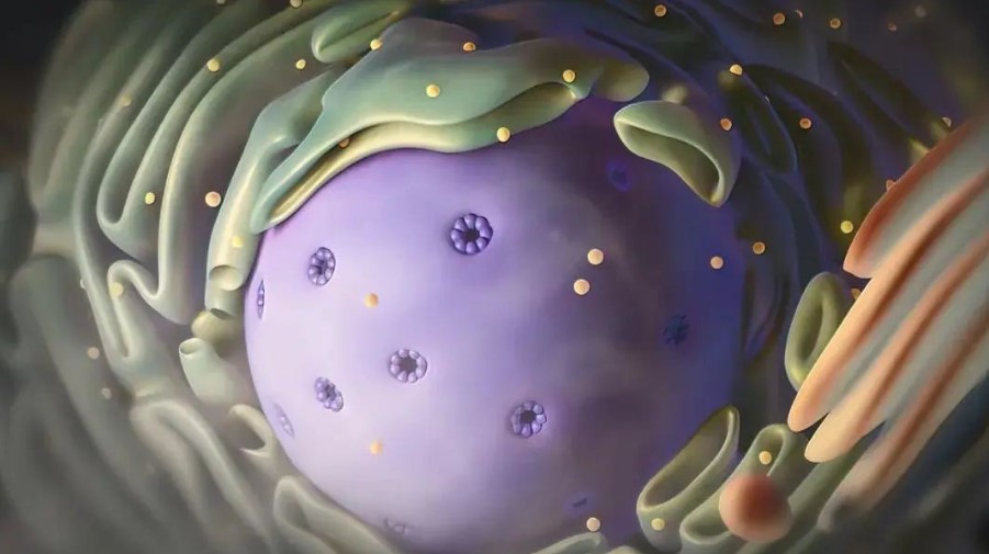 最新进展！北京协和医学院团队发文：打破癌细胞的“纠错系统” 增强免疫治疗效果！