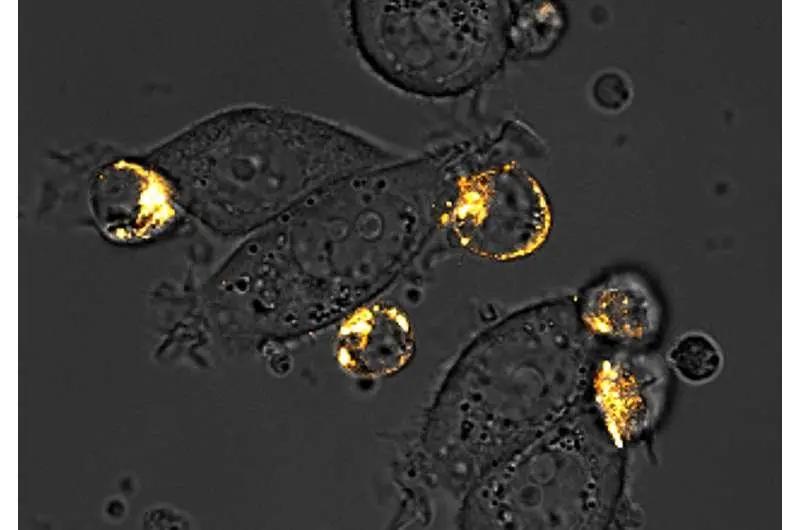 打破瓶颈！Science重磅发布：攻克“实体瘤”治疗难题性新方法