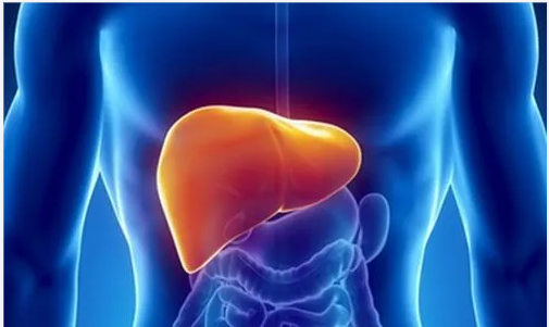 【Nat. Commun.】 复旦大学孟丹教授团队揭示BACH1调控肝脏胰岛素抵抗的新机制