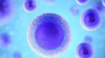 再取进展！南京大学魏嘉团队：细胞因子IL-33联合治疗胃癌新机制