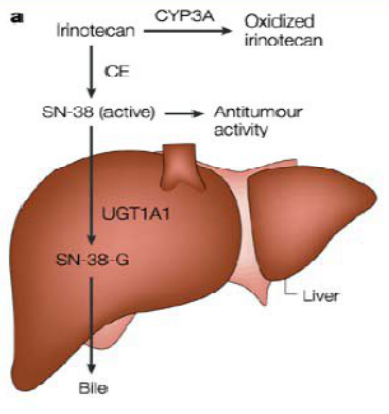 UGT1A1检测快问快答1（伊立替康用药）