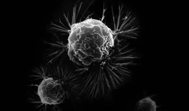 【Cell子刊】上海交通大学研究团队设计癌症免疫治疗最新候选药物