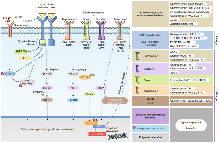 精准肿瘤诊疗“芯”范式——全景式 NGS 大 Panel，从基因图谱到临床获益的实战解析