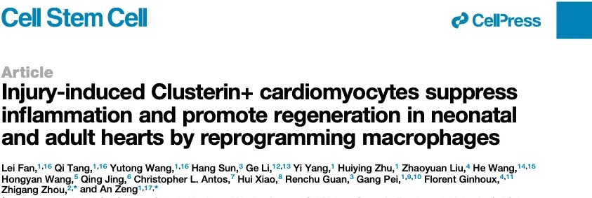 Cell Stem Cell | 中科院曾安团队合作揭示幼年心脏再生关键细胞，为重启成年心脏再生提供全新靶点