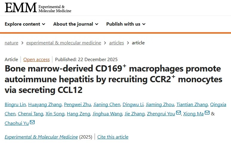 突破性研究！虞朝辉/马雄/尤征瑞团队发现骨髓来源CD169+巨噬细胞是自身免疫性肝炎的关键驱动因素，系统揭示其作用机制