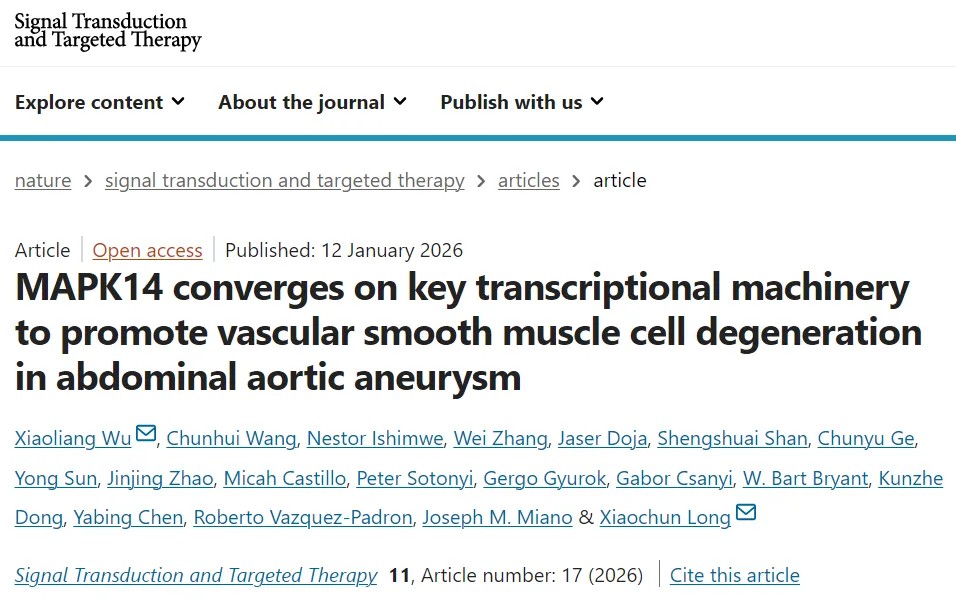 STTT | 研究团队发现腹主动脉瘤形成的关键信号分子，首次系统性揭示其核心作用机制