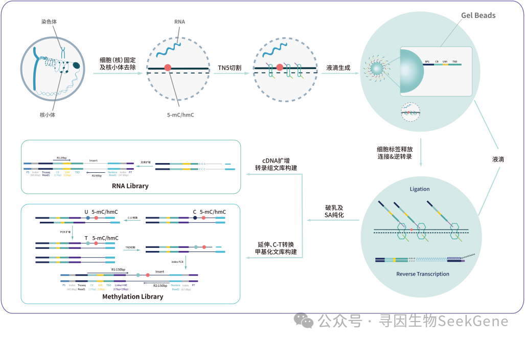 伦敦FOG大会，高通量单细胞DNA甲基化+RNA同步解析