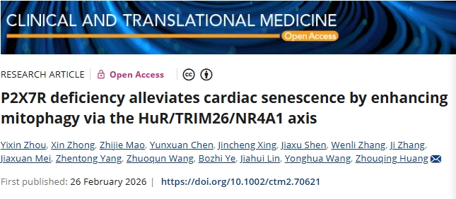 抑制线粒体自噬! 温州医科大学附属第一医院发文：治疗心脏功能衰退的潜在新靶点