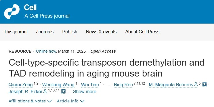Cell重磅研究！系统构建小鼠大脑衰老单细胞多组学图谱，揭示转座子去甲基化与基因组结构重塑关键机制