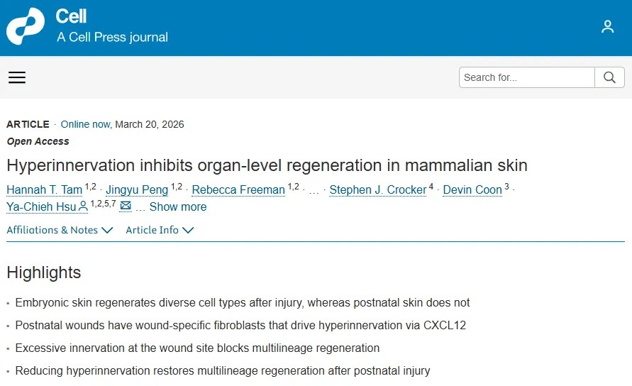 Cell | 破解皮肤再生之谜，过度神经支配是关键屏障