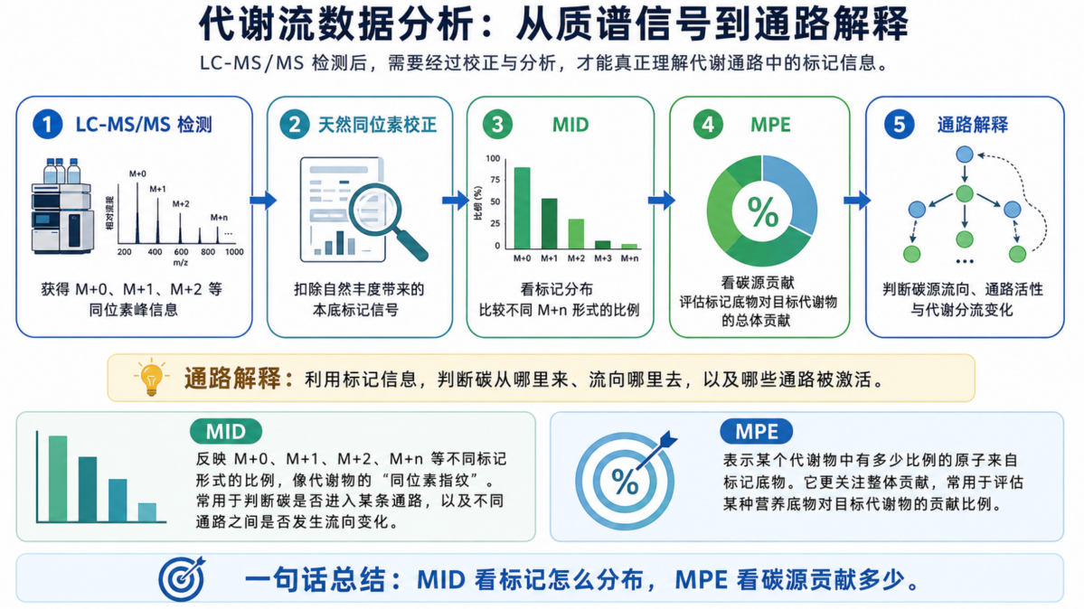 代谢流终极科普：一文讲透细胞里的“交通网络”（建议收藏）