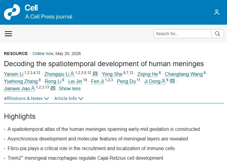 Cell 重磅研究！焦建伟/董骥/李忠秋团队首次绘制人类脑膜发育时空图谱，揭示神经免疫交互新机制