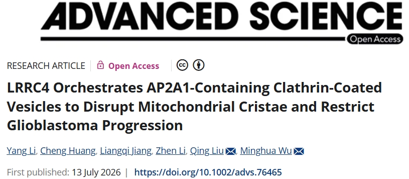 靶向线粒体重塑！中南大学肿瘤研究所等单位合作发文：新型胶质瘤治疗策略