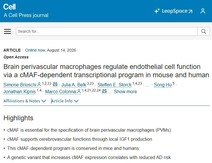 Cell 重磅研究！科学家揭示大脑“清道夫”细胞如何守护脑血管健康