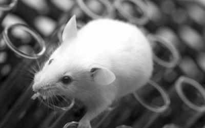 Neuron：科学家培养出新型遗传工程小鼠模型