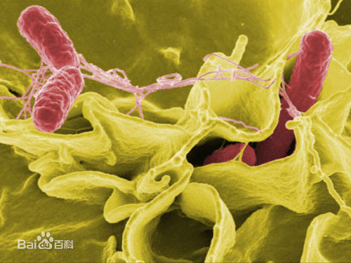 为保证食品安全，FDA奖励50万美元，向沙门氏菌宣战