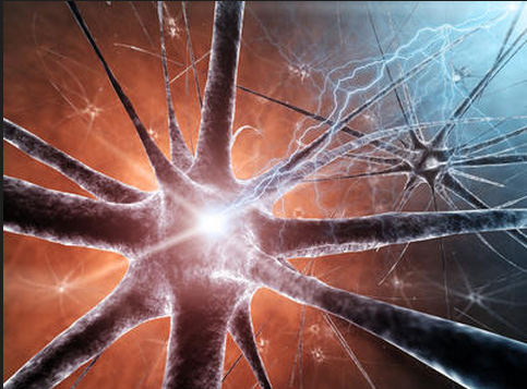 姜黄素或可增强大脑干细胞的增殖分化 加速神经变性疾病疗法的开发