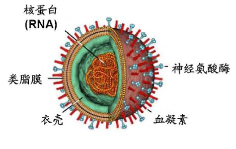 流感病毒具有种属特异性