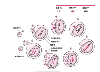 儿童免疫缺陷病研究获突破