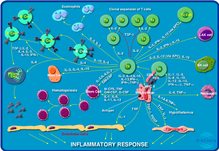 Cell：计时的免疫耐受