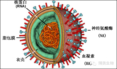 科学家揭开艾滋病毒关键蛋白的“真相”