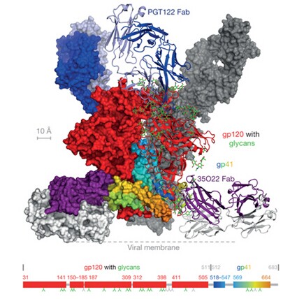 融合前HIV-1包膜上三聚体的结构与免疫识别