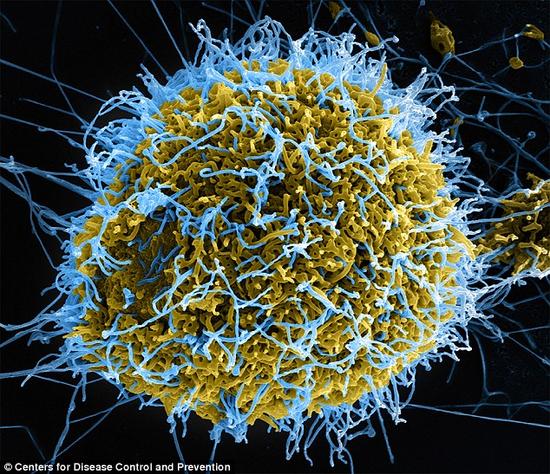 美研究揭示埃博拉病毒家族史
