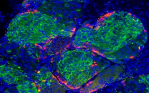NIH设立基金促进新型干细胞毒性分析研究